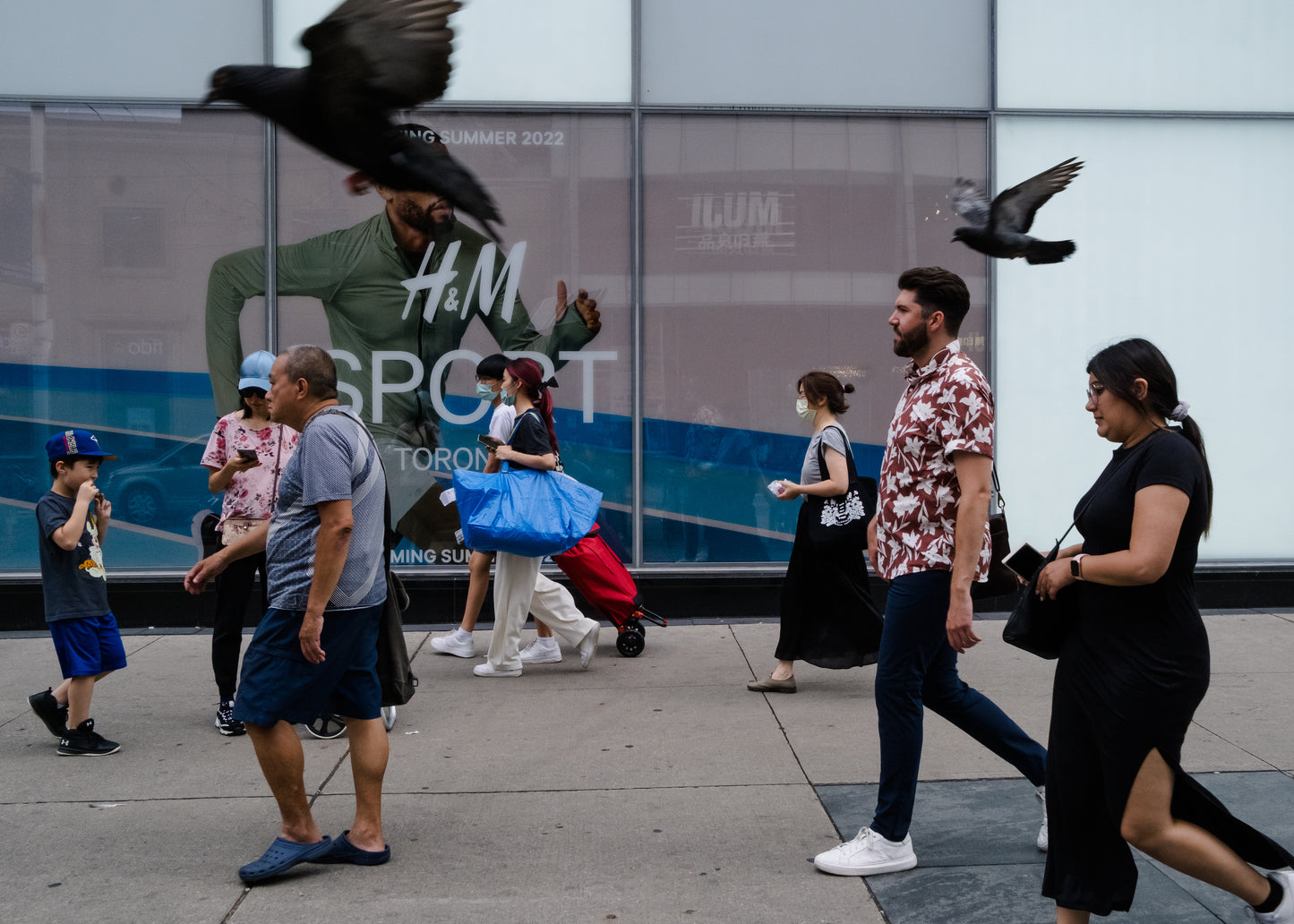 City Birds