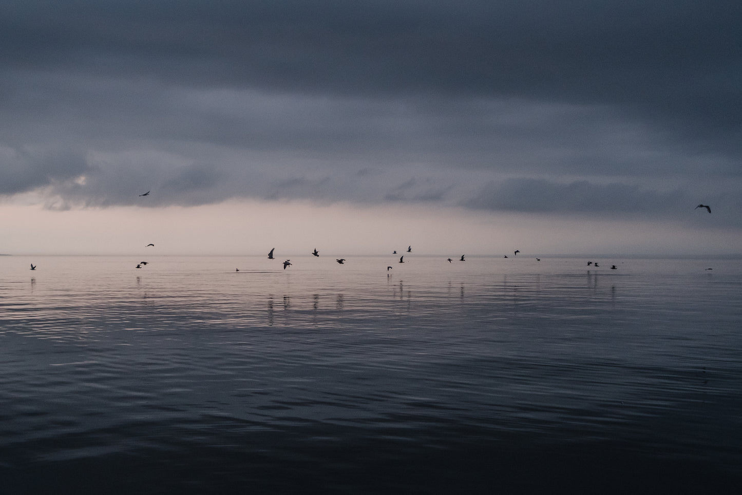 Lake Birds