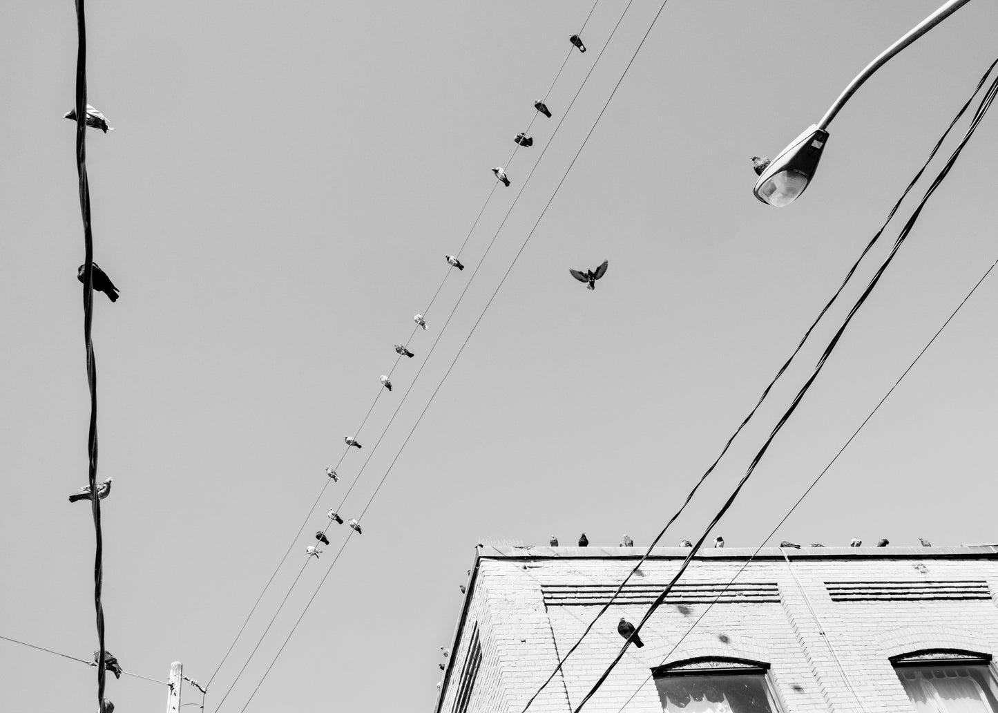 Wire Birds 1