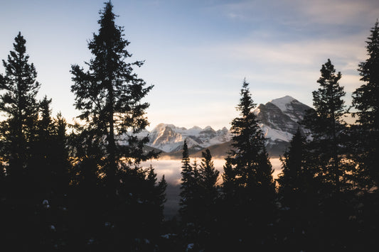 Between The Pines