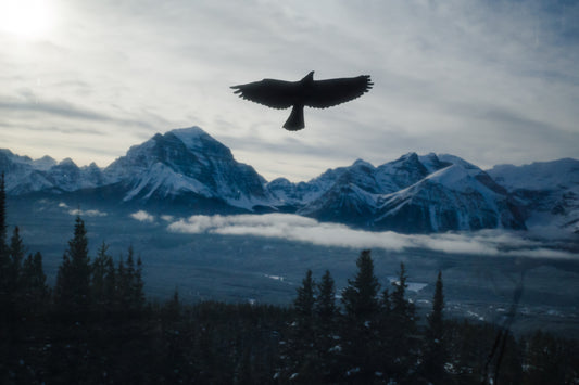 Flight Path