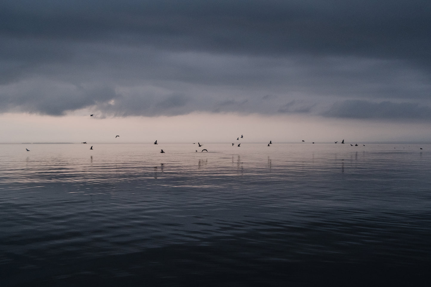 Lake Birds 3