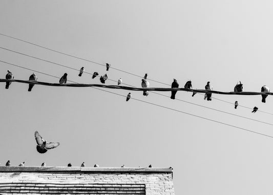 Wire Birds 3