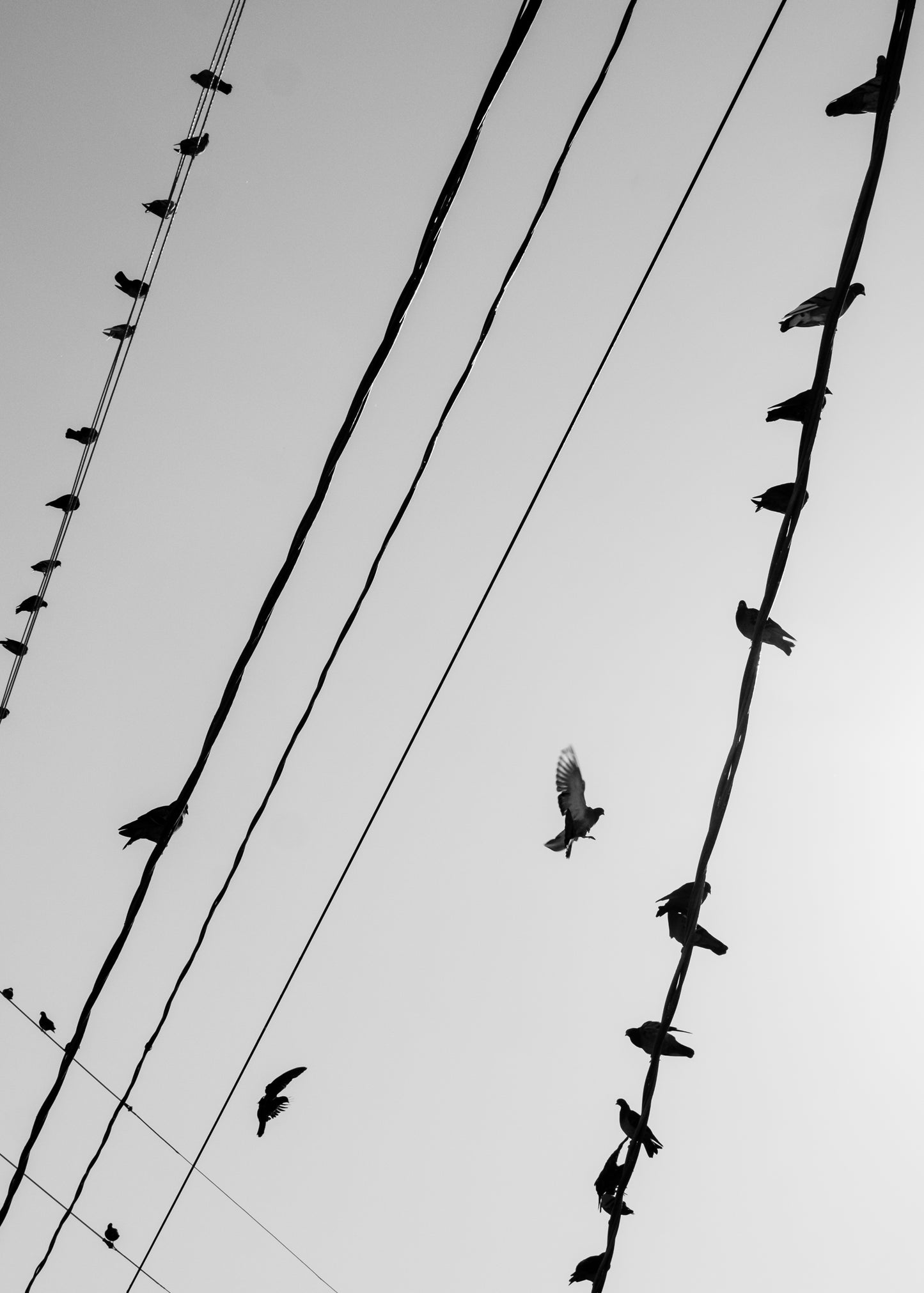 Wire Birds 6