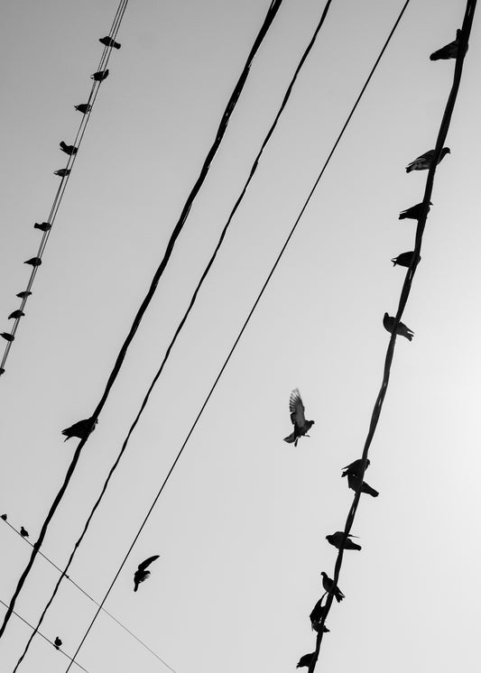 Wire Birds 6