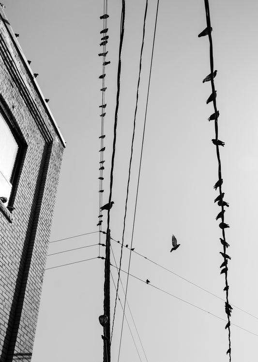 Wire Birds 7